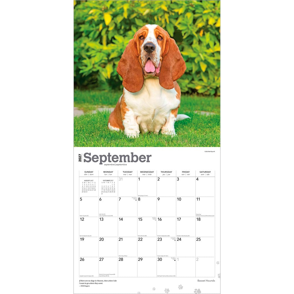 Basset Hounds | 2027 12 x 24 Inch (Hanging) Monthly Square Wall Calendar