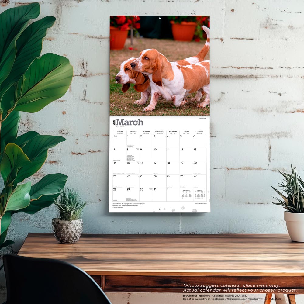 Basset Hounds | 2027 12 x 24 Inch (Hanging) Monthly Square Wall Calendar