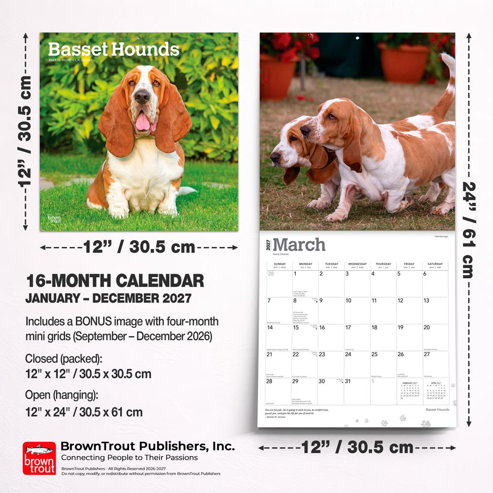 Basset Hounds | 2027 12 x 24 Inch (Hanging) Monthly Square Wall Calendar