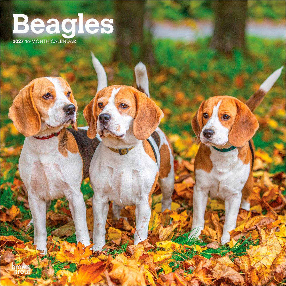 Beagles | 2027 12 x 24 Inch (Hanging) Monthly Square Wall Calendar