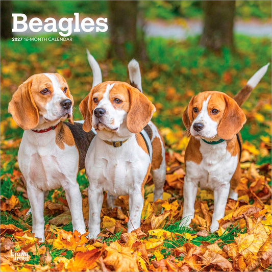 Beagles | 2027 12 x 24 Inch (Hanging) Monthly Square Wall Calendar