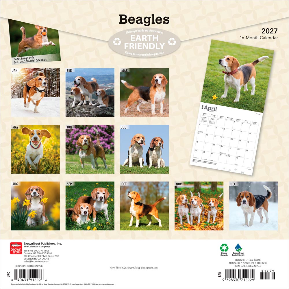 Beagles | 2027 12 x 24 Inch (Hanging) Monthly Square Wall Calendar