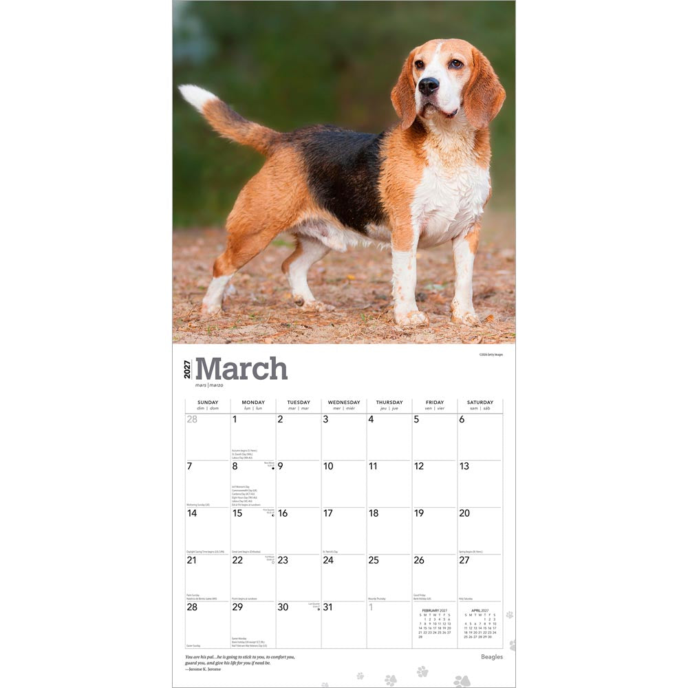 Beagles | 2027 12 x 24 Inch (Hanging) Monthly Square Wall Calendar