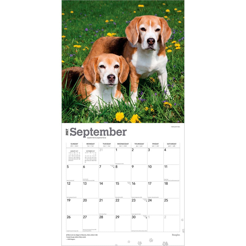 Beagles | 2027 12 x 24 Inch (Hanging) Monthly Square Wall Calendar