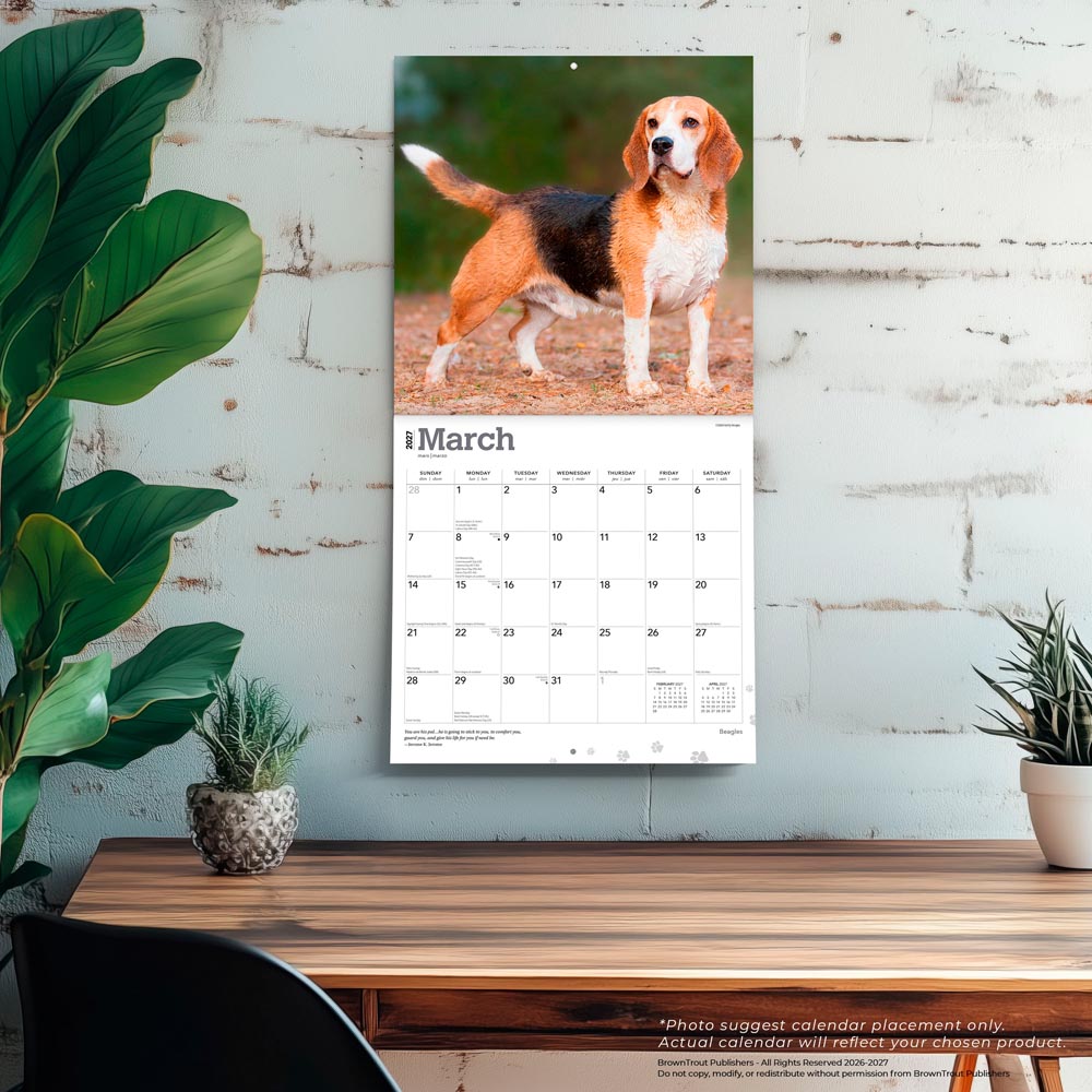Beagles | 2027 12 x 24 Inch (Hanging) Monthly Square Wall Calendar