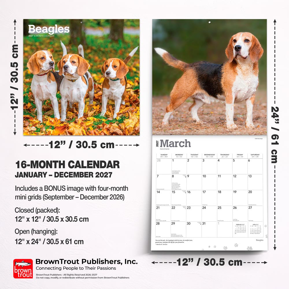 Beagles | 2027 12 x 24 Inch (Hanging) Monthly Square Wall Calendar