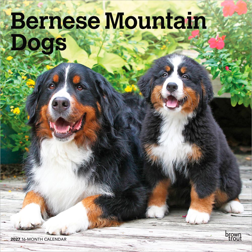 Bernese Mountain Dogs | 2027 12 x 24 Inch (Hanging) Monthly Square Wall Calendar