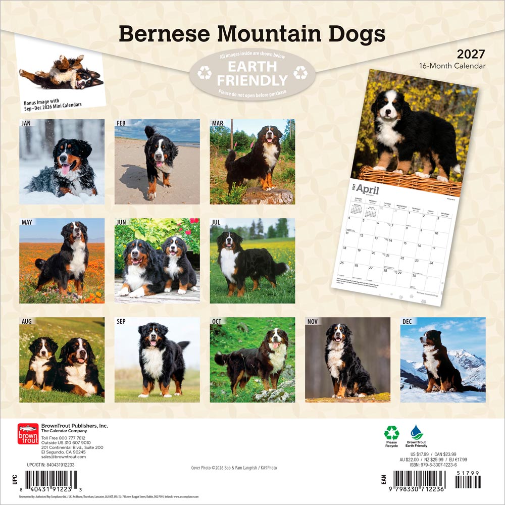 Bernese Mountain Dogs | 2027 12 x 24 Inch (Hanging) Monthly Square Wall Calendar