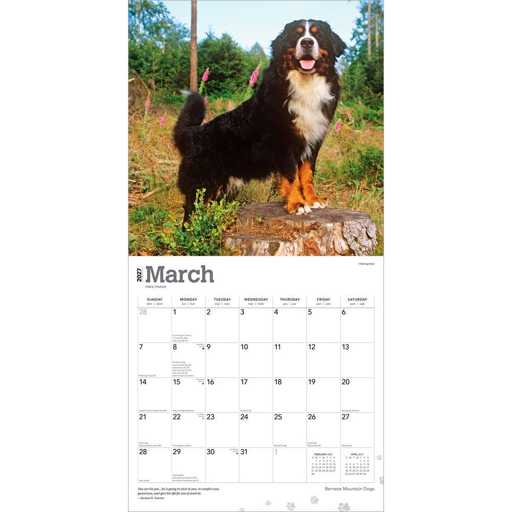 Bernese Mountain Dogs | 2027 12 x 24 Inch (Hanging) Monthly Square Wall Calendar