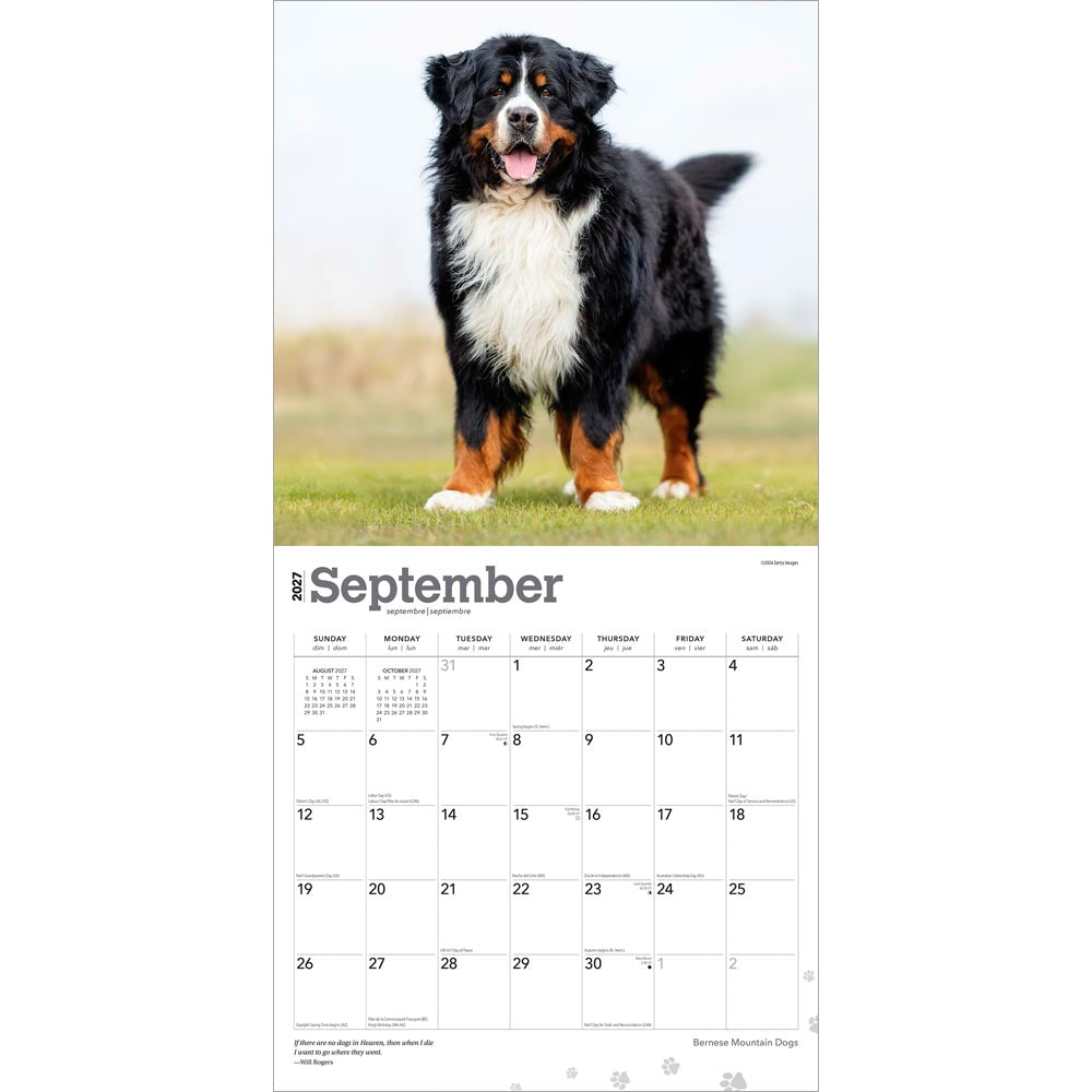Bernese Mountain Dogs | 2027 12 x 24 Inch (Hanging) Monthly Square Wall Calendar