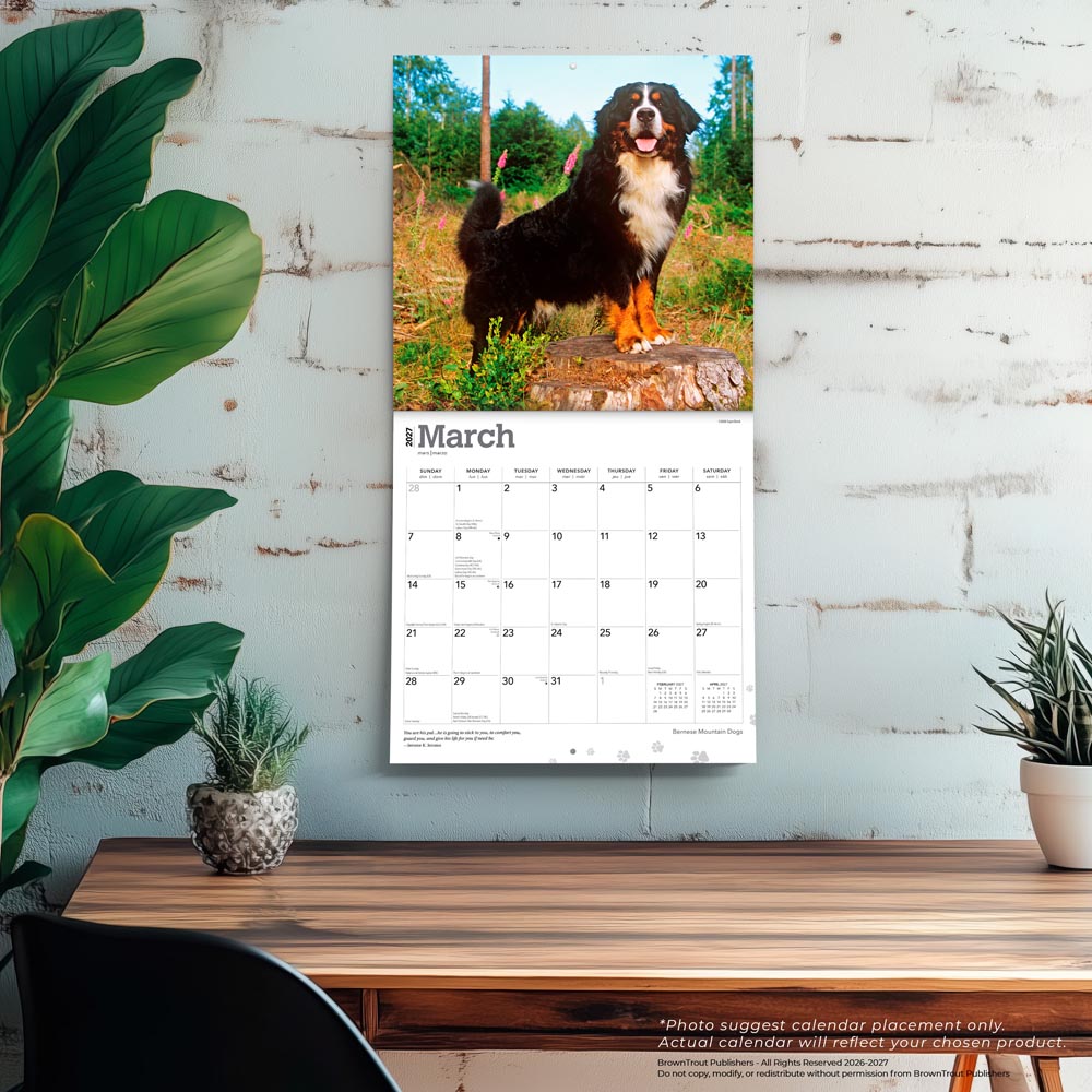 Bernese Mountain Dogs | 2027 12 x 24 Inch (Hanging) Monthly Square Wall Calendar