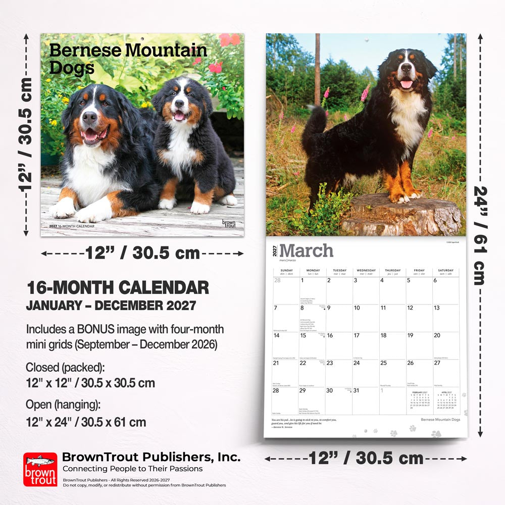 Bernese Mountain Dogs | 2027 12 x 24 Inch (Hanging) Monthly Square Wall Calendar