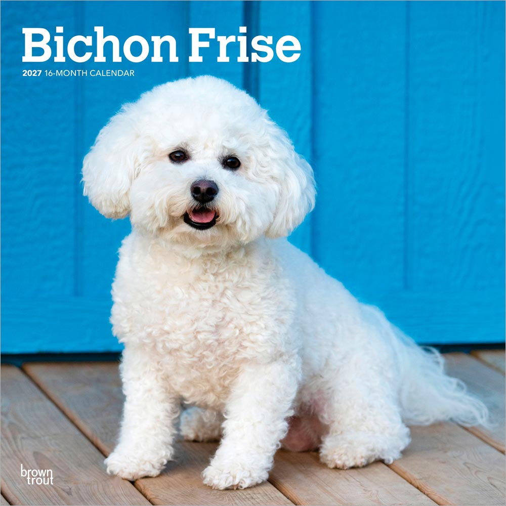 Bichon Frise | 2027 12 x 24 Inch (Hanging) Monthly Square Wall Calendar
