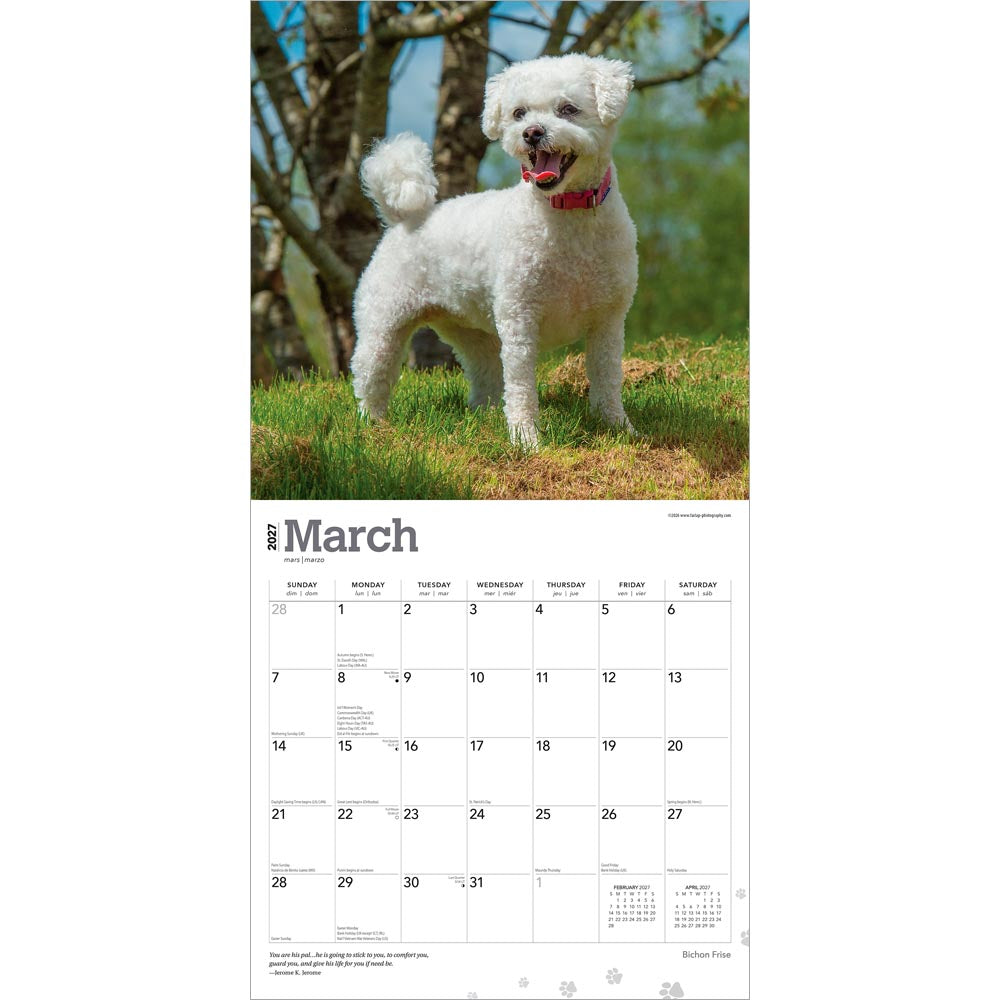 Bichon Frise | 2027 12 x 24 Inch (Hanging) Monthly Square Wall Calendar