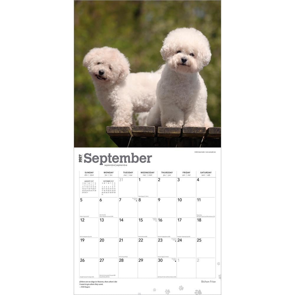 Bichon Frise | 2027 12 x 24 Inch (Hanging) Monthly Square Wall Calendar