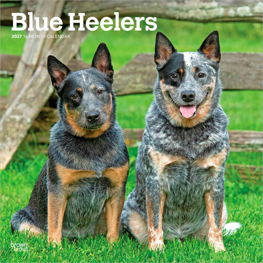 Blue Heelers | 2027 12 x 24 Inch (Hanging) Monthly Square Wall Calendar