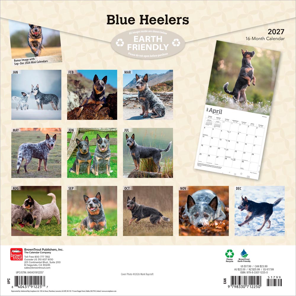 Blue Heelers | 2027 12 x 24 Inch (Hanging) Monthly Square Wall Calendar