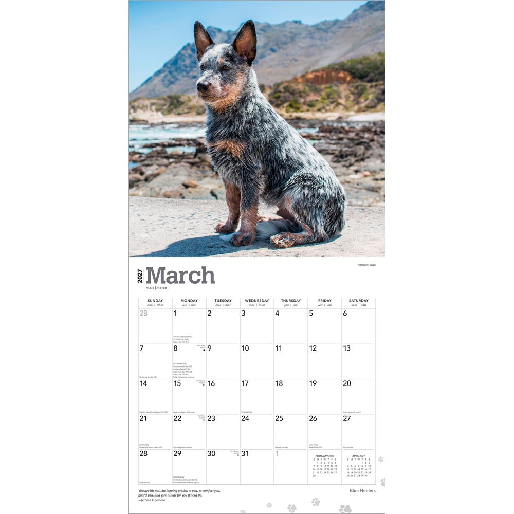 Blue Heelers | 2027 12 x 24 Inch (Hanging) Monthly Square Wall Calendar
