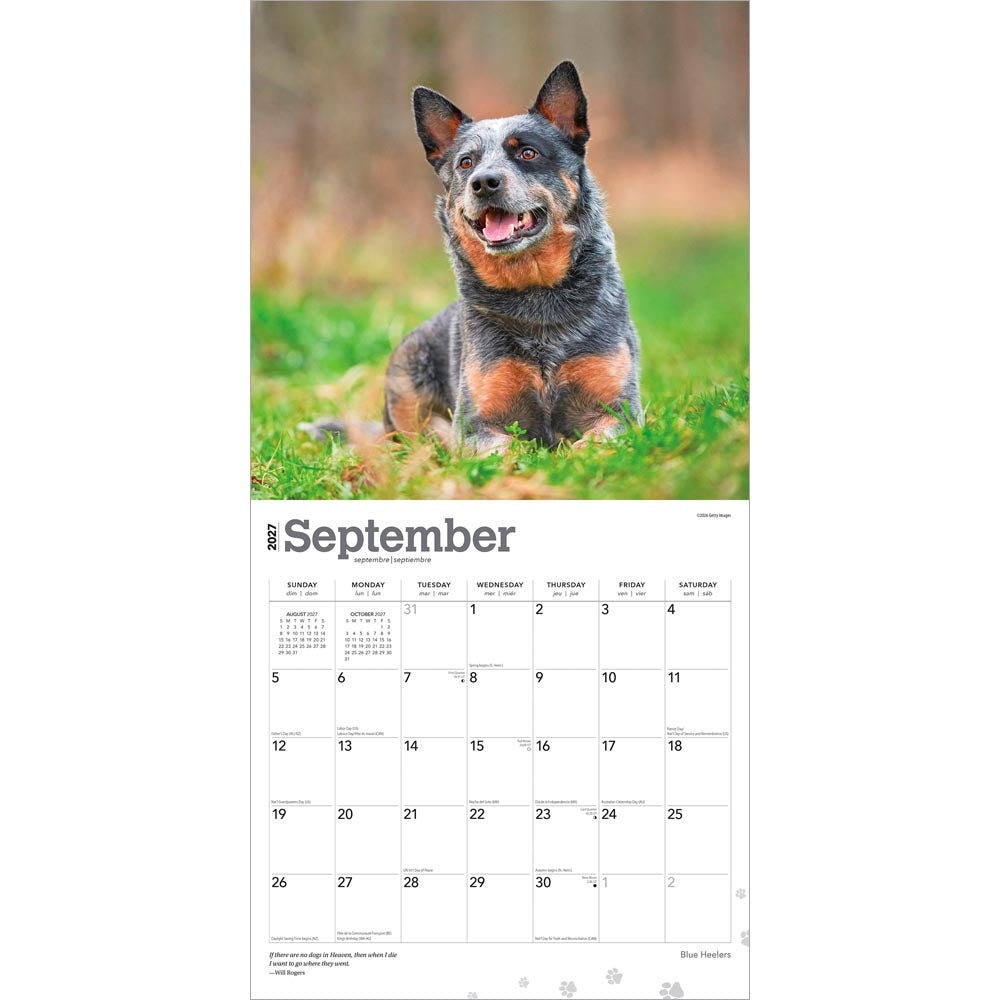 Blue Heelers | 2027 12 x 24 Inch (Hanging) Monthly Square Wall Calendar