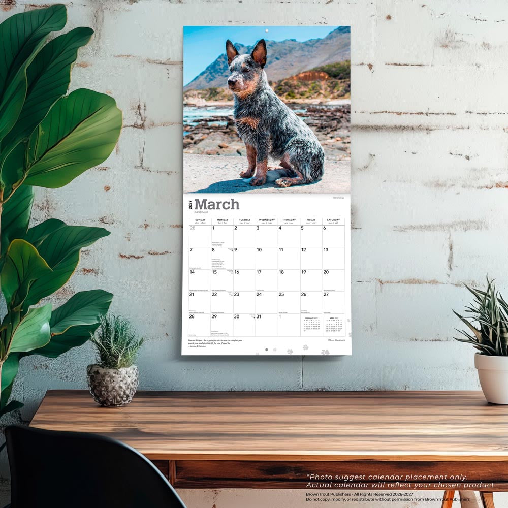 Blue Heelers | 2027 12 x 24 Inch (Hanging) Monthly Square Wall Calendar
