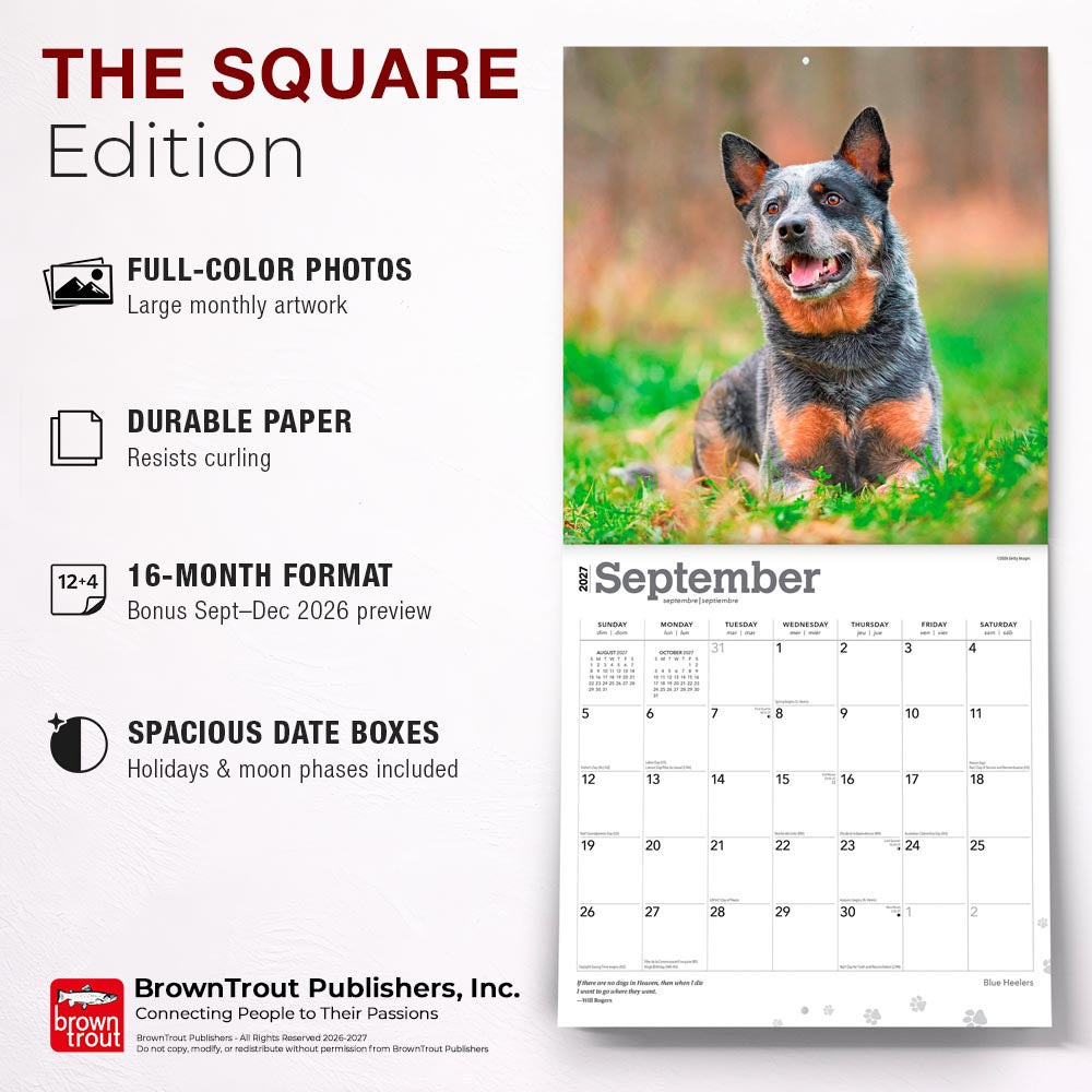 Blue Heelers | 2027 12 x 24 Inch (Hanging) Monthly Square Wall Calendar