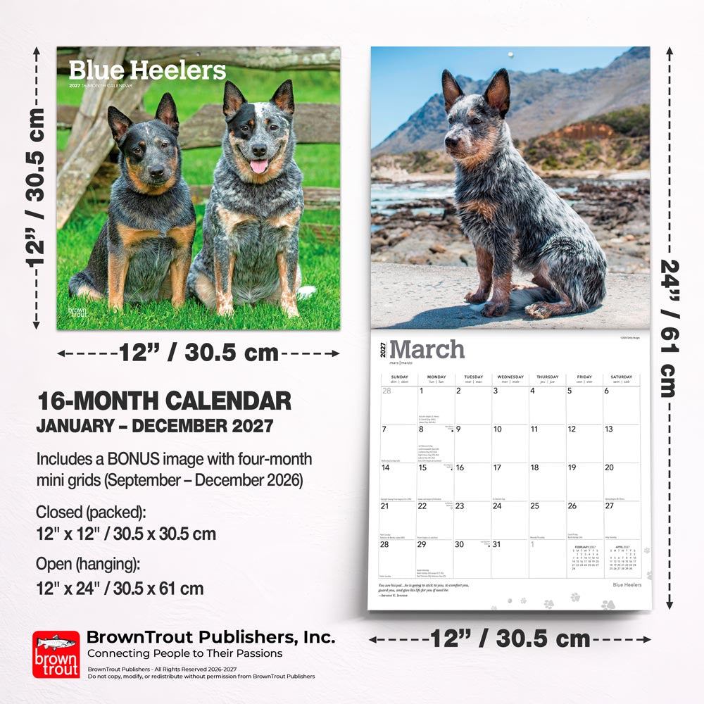 Blue Heelers | 2027 12 x 24 Inch (Hanging) Monthly Square Wall Calendar