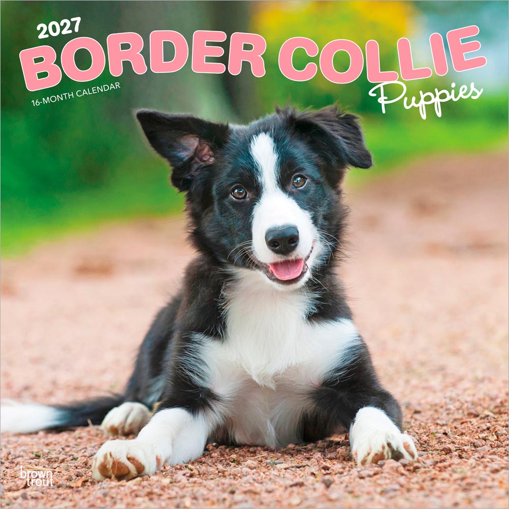 Border Collie Puppies | 2027 12 x 24 Inch (Hanging) Monthly Square Wall Calendar