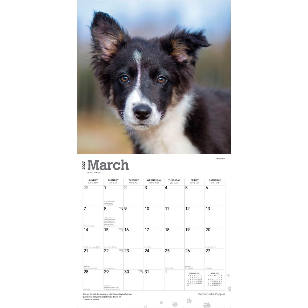 Border Collie Puppies | 2027 12 x 24 Inch (Hanging) Monthly Square Wall Calendar