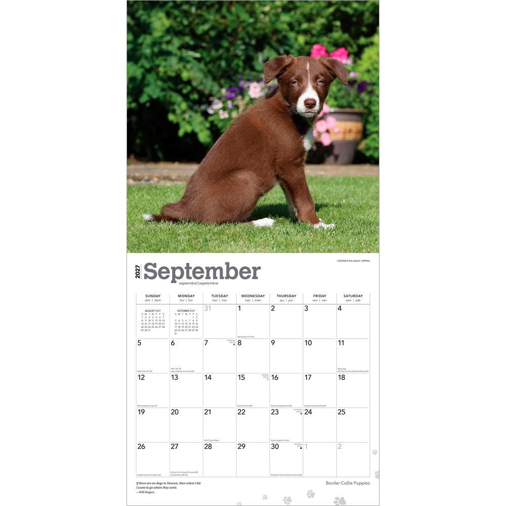Border Collie Puppies | 2027 12 x 24 Inch (Hanging) Monthly Square Wall Calendar