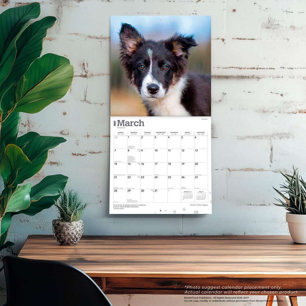 Border Collie Puppies | 2027 12 x 24 Inch (Hanging) Monthly Square Wall Calendar