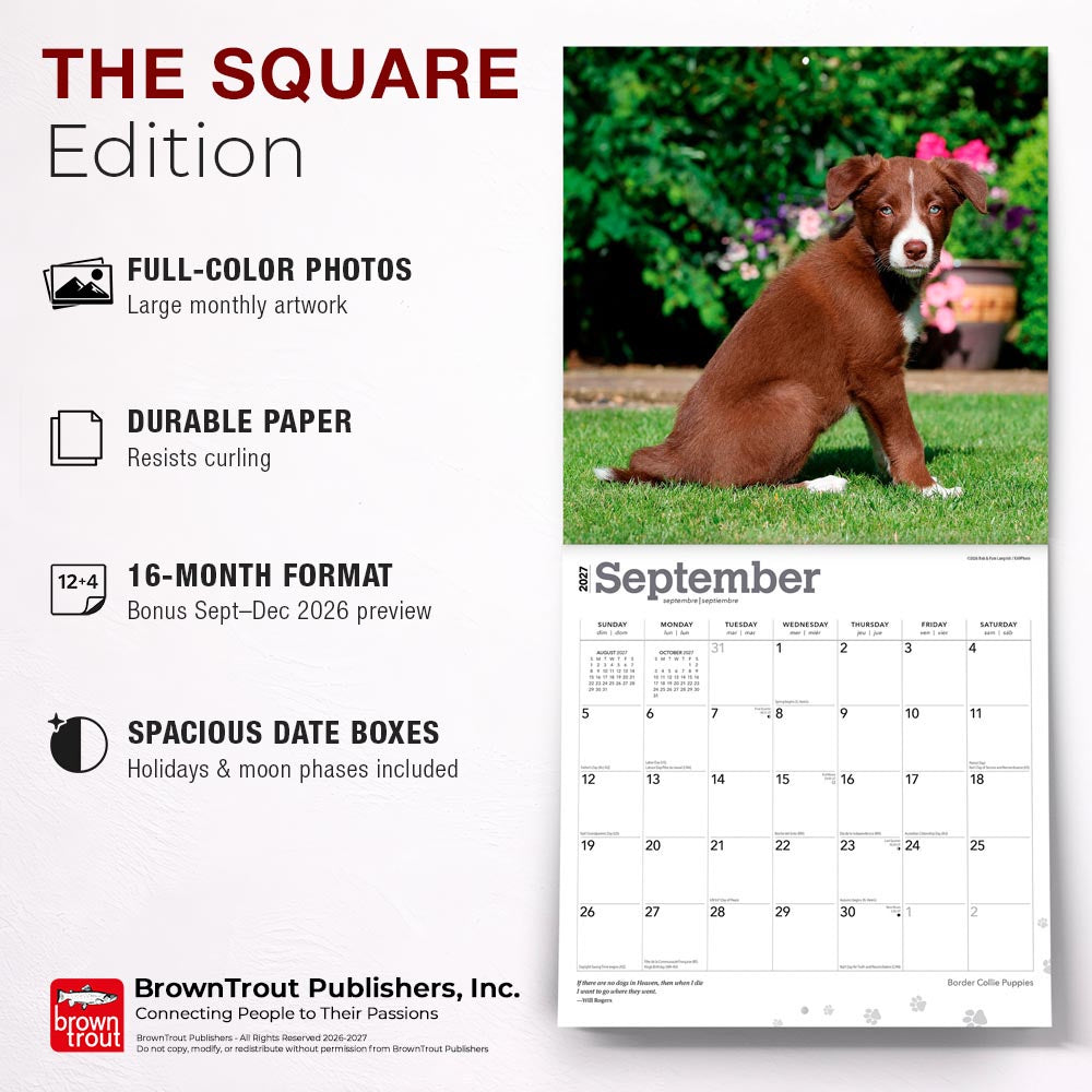 Border Collie Puppies | 2027 12 x 24 Inch (Hanging) Monthly Square Wall Calendar