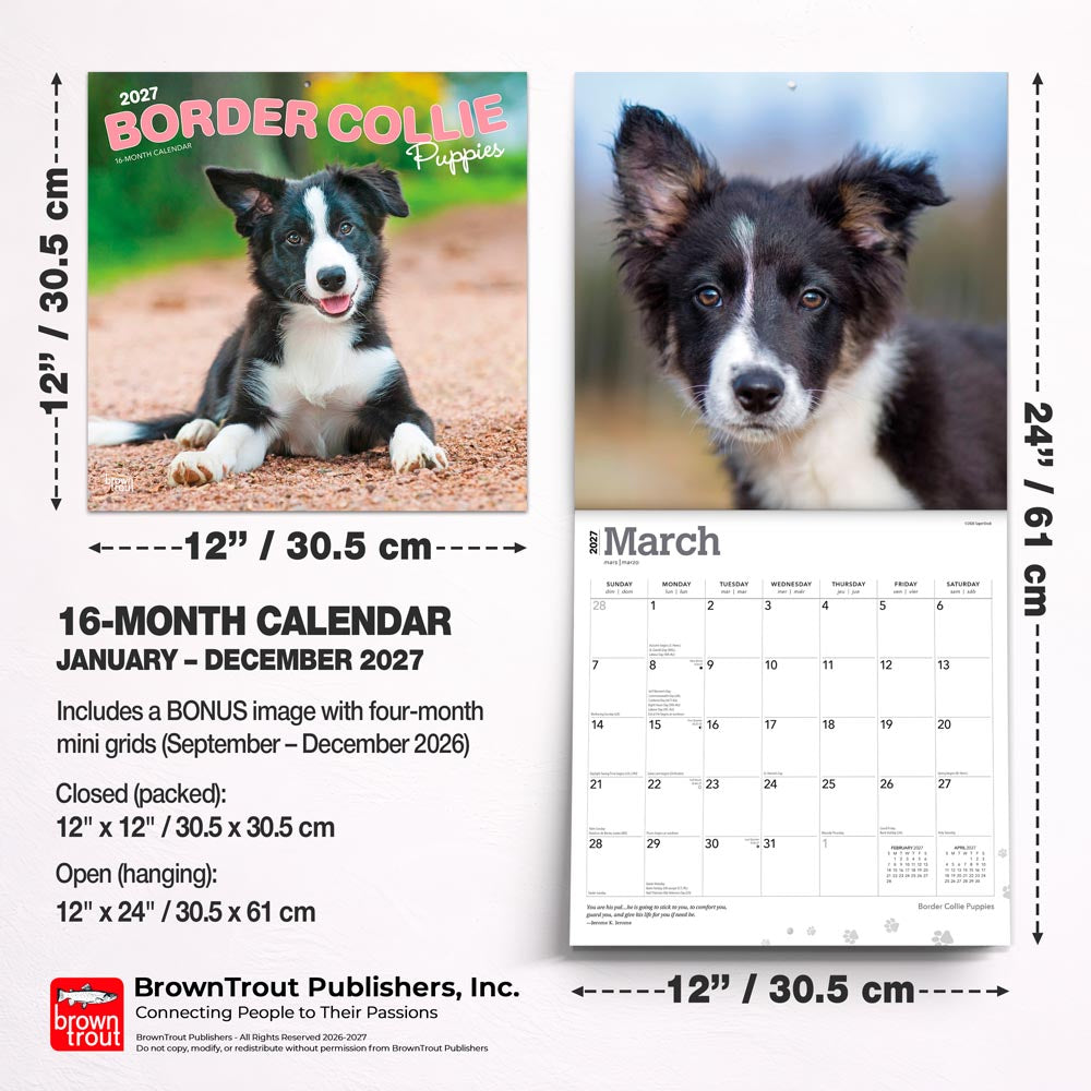Border Collie Puppies | 2027 12 x 24 Inch (Hanging) Monthly Square Wall Calendar