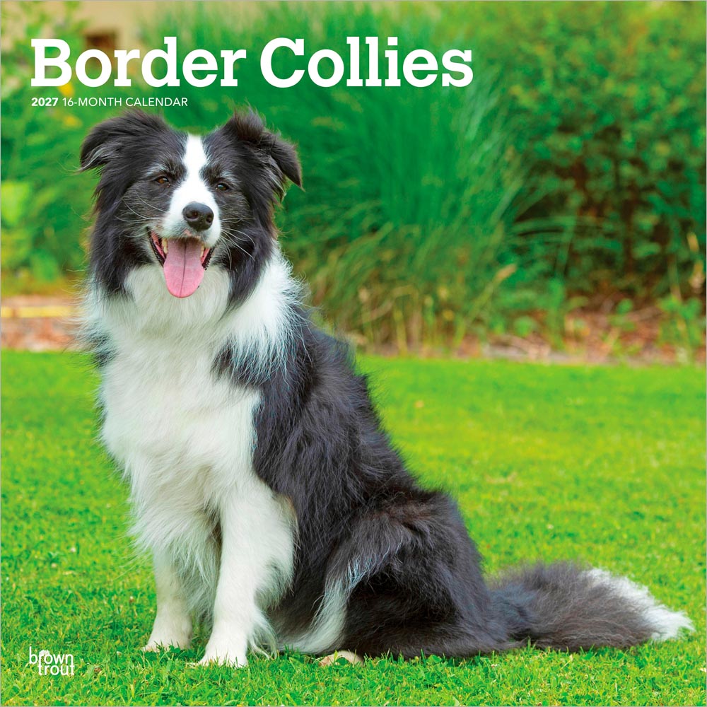 Border Collies | 2027 12 x 24 Inch (Hanging) Monthly Square Wall Calendar