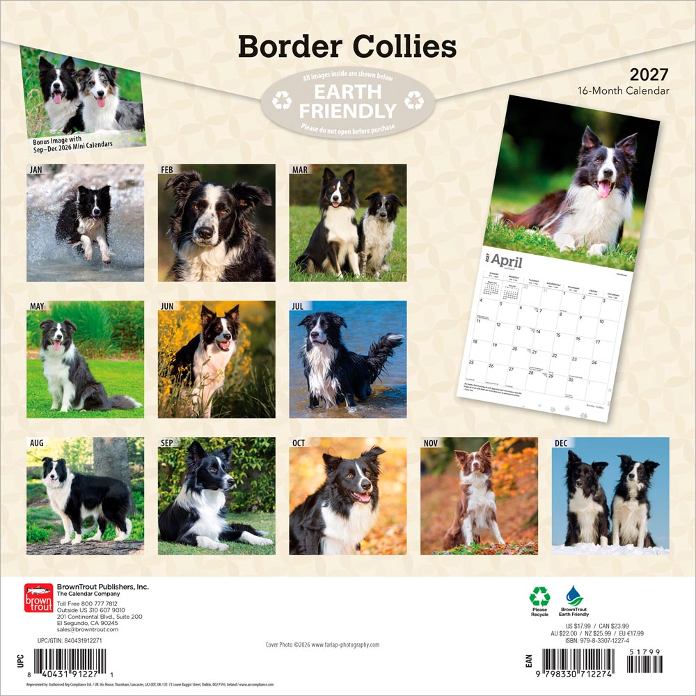 Border Collies | 2027 12 x 24 Inch (Hanging) Monthly Square Wall Calendar