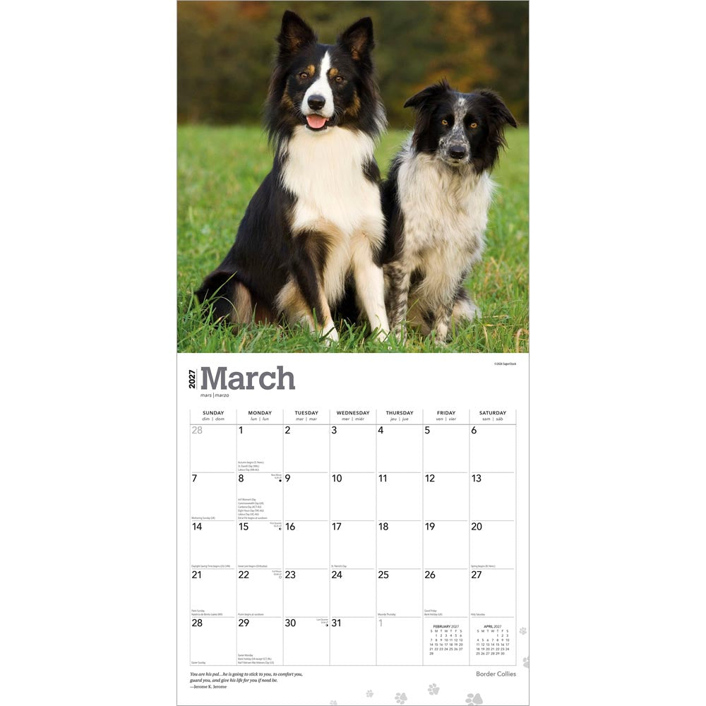 Border Collies | 2027 12 x 24 Inch (Hanging) Monthly Square Wall Calendar