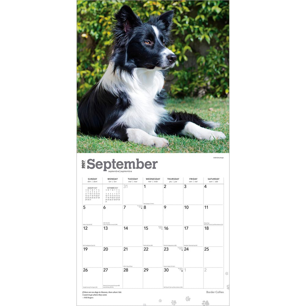 Border Collies | 2027 12 x 24 Inch (Hanging) Monthly Square Wall Calendar