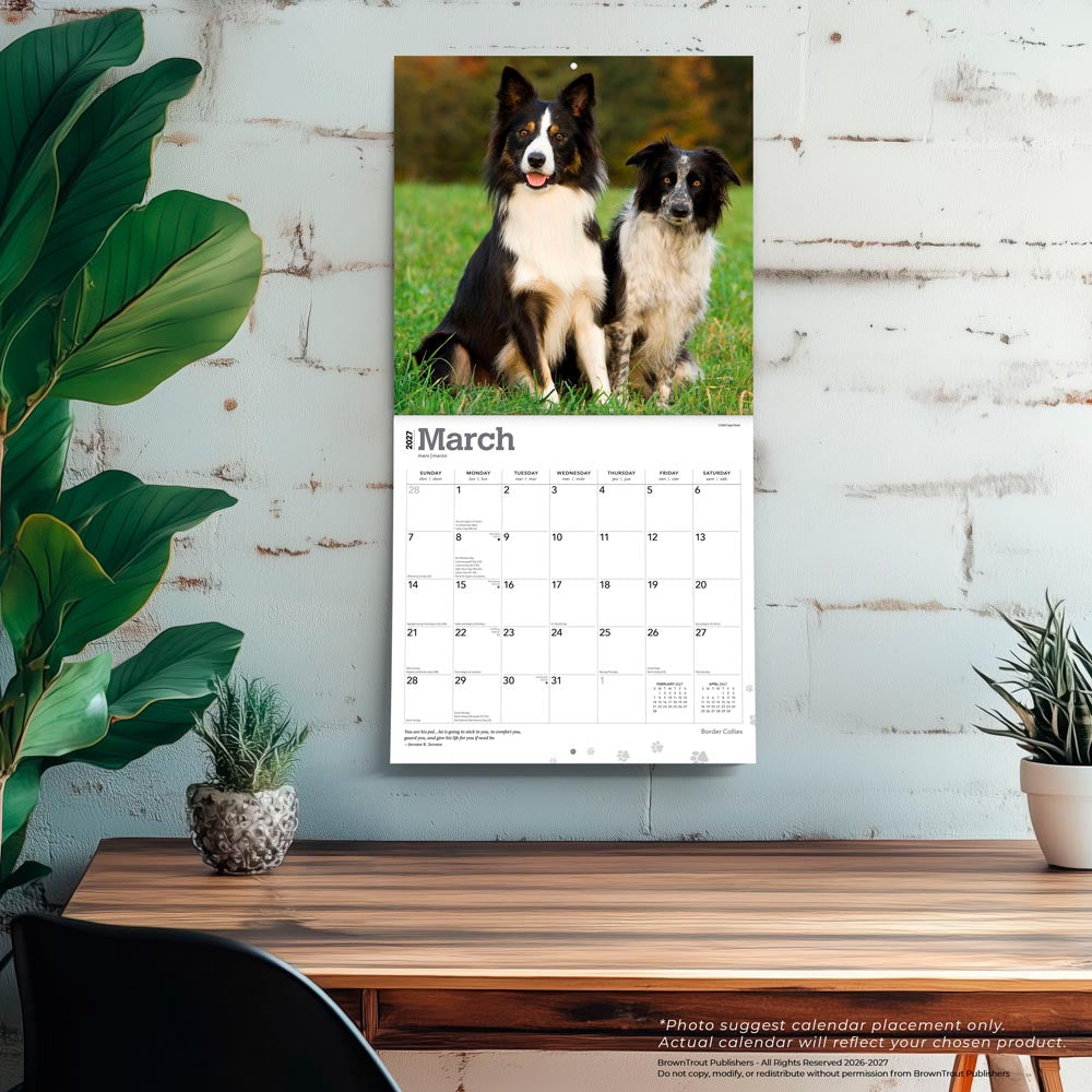 Border Collies | 2027 12 x 24 Inch (Hanging) Monthly Square Wall Calendar