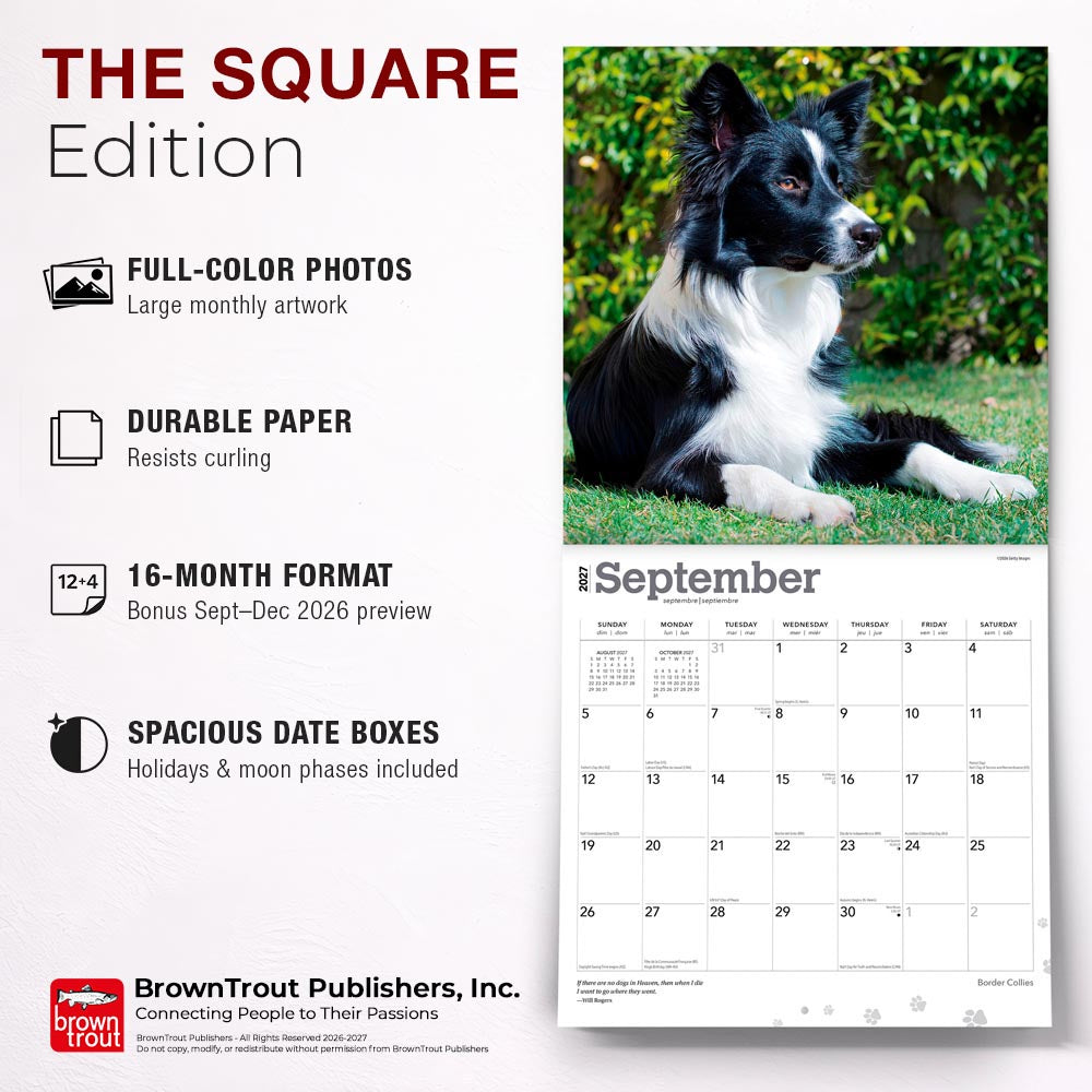 Border Collies | 2027 12 x 24 Inch (Hanging) Monthly Square Wall Calendar