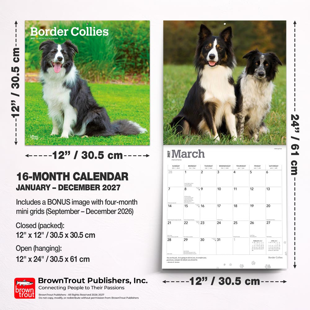 Border Collies | 2027 12 x 24 Inch (Hanging) Monthly Square Wall Calendar