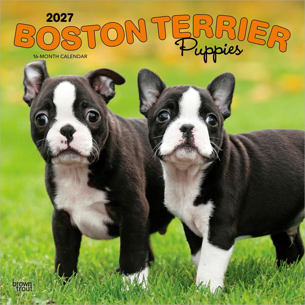 Boston Terrier Puppies | 2027 12 x 24 Inch (Hanging) Monthly Square Wall Calendar
