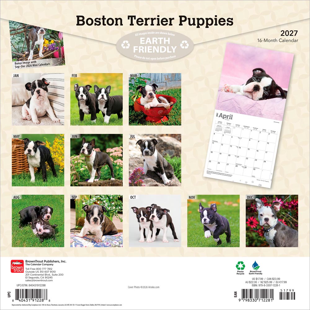 Boston Terrier Puppies | 2027 12 x 24 Inch (Hanging) Monthly Square Wall Calendar