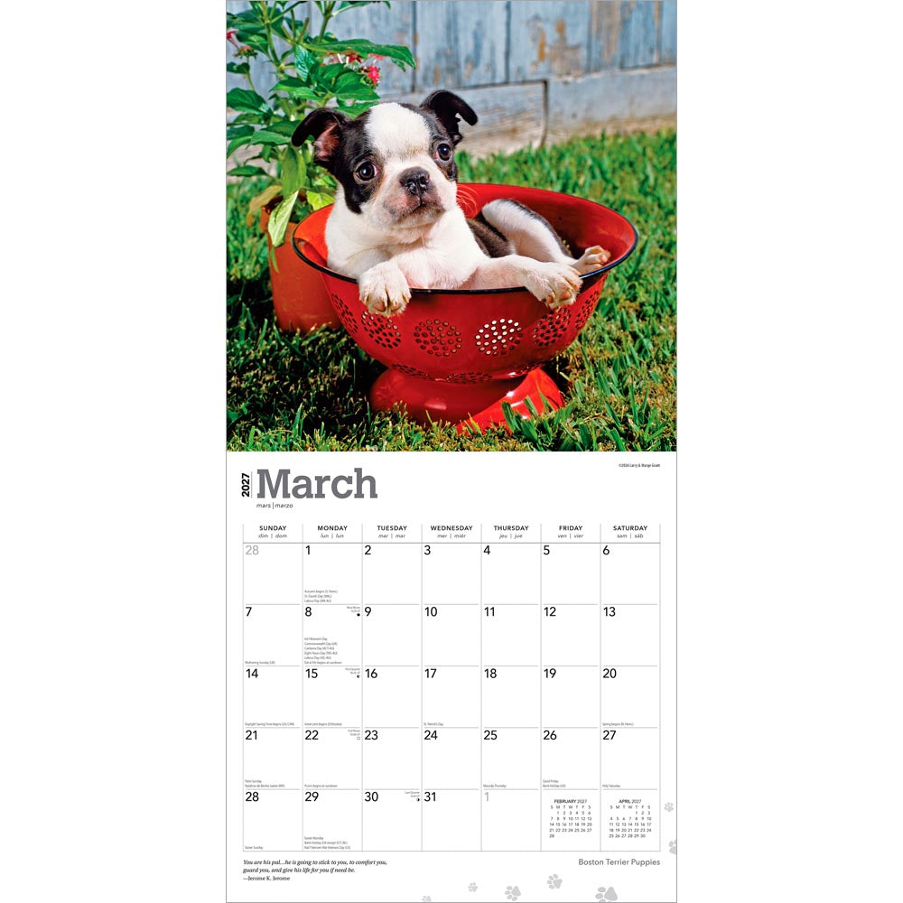 Boston Terrier Puppies | 2027 12 x 24 Inch (Hanging) Monthly Square Wall Calendar