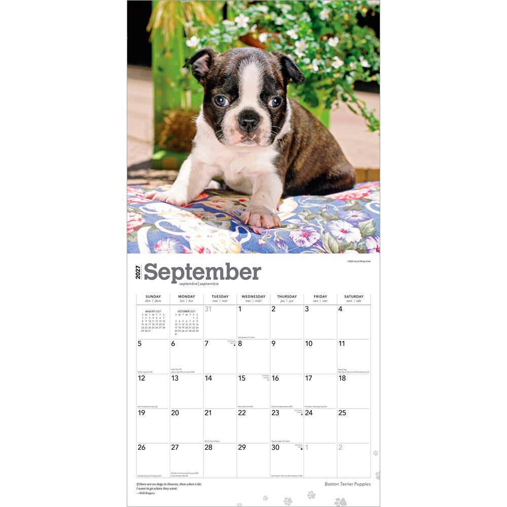 Boston Terrier Puppies | 2027 12 x 24 Inch (Hanging) Monthly Square Wall Calendar