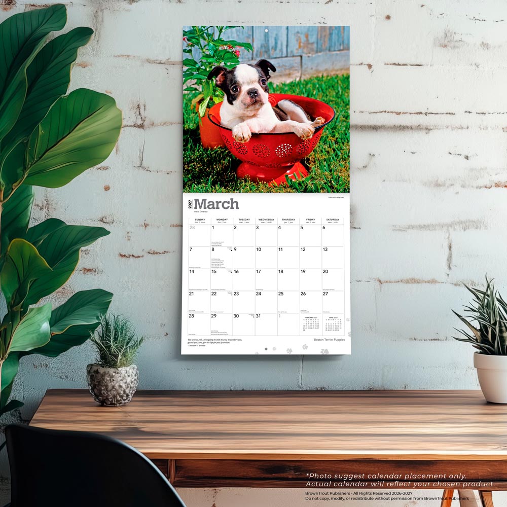 Boston Terrier Puppies | 2027 12 x 24 Inch (Hanging) Monthly Square Wall Calendar