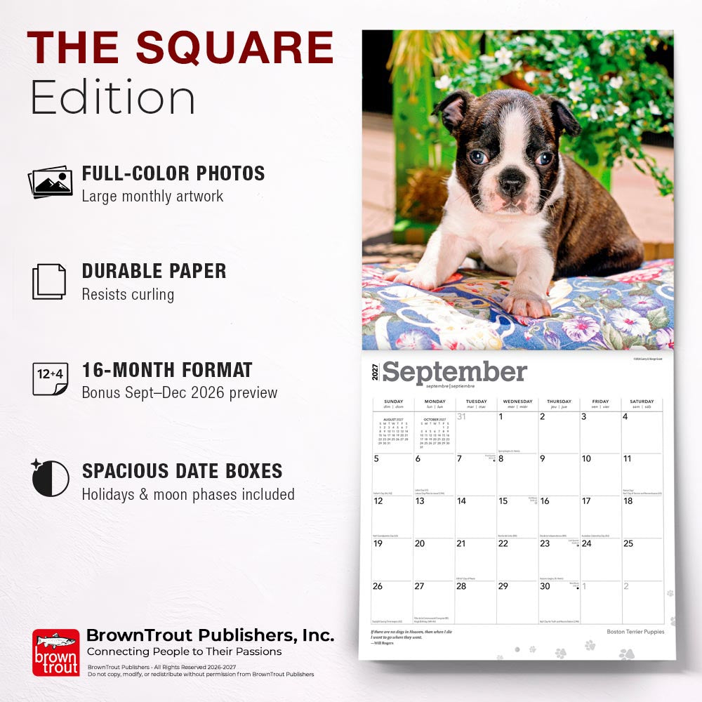 Boston Terrier Puppies | 2027 12 x 24 Inch (Hanging) Monthly Square Wall Calendar