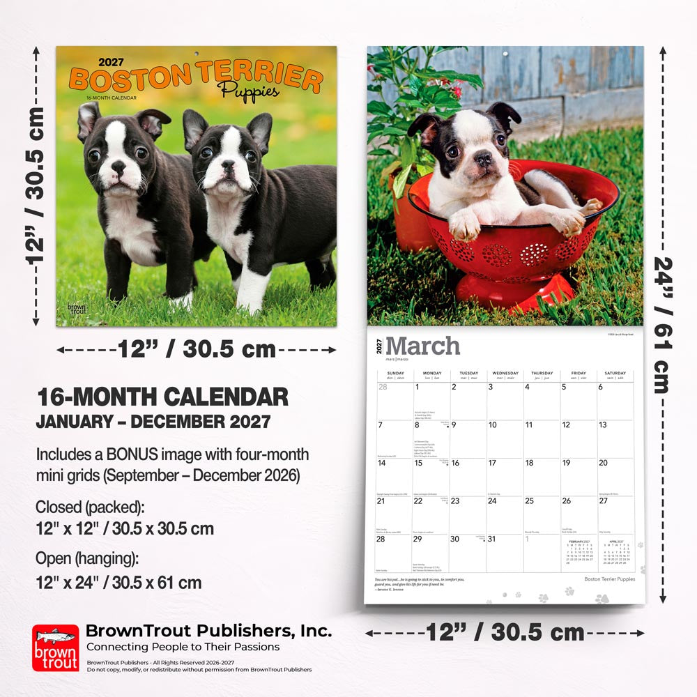 Boston Terrier Puppies | 2027 12 x 24 Inch (Hanging) Monthly Square Wall Calendar