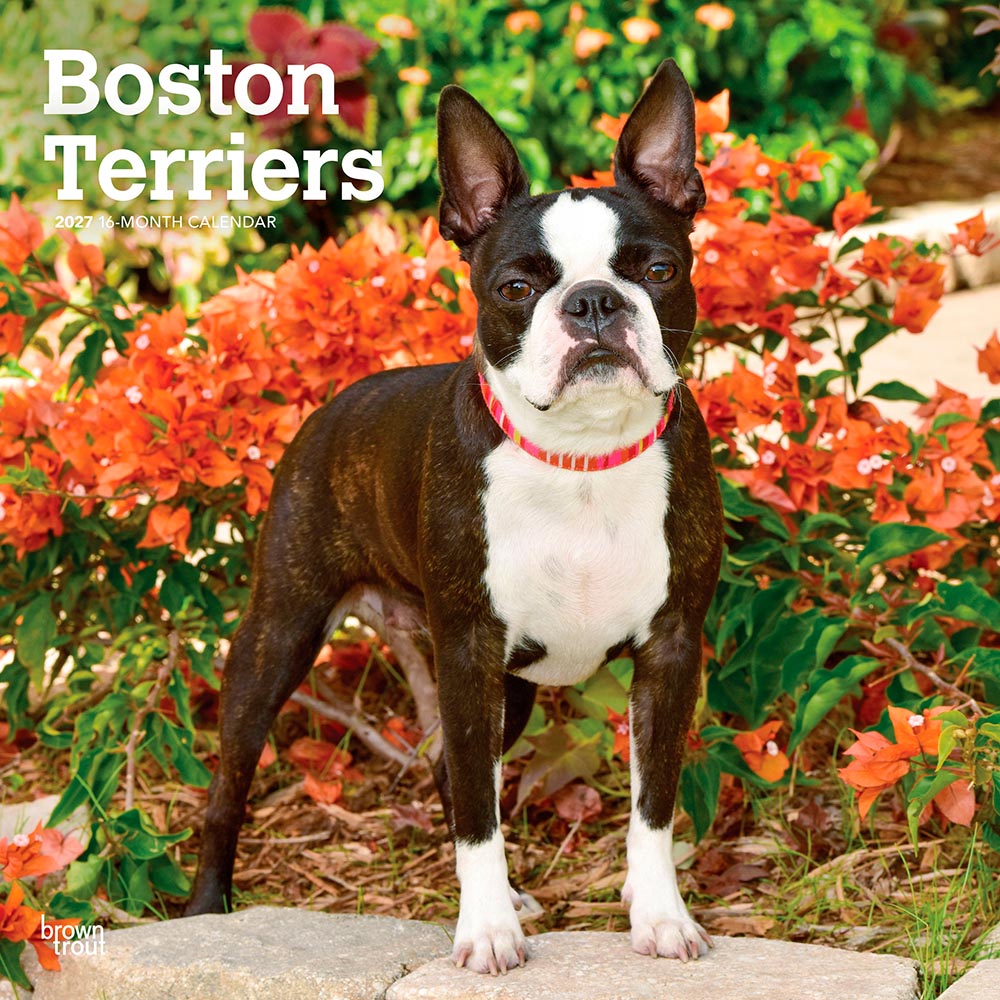 Boston Terriers | 2027 12 x 24 Inch (Hanging) Monthly Square Wall Calendar