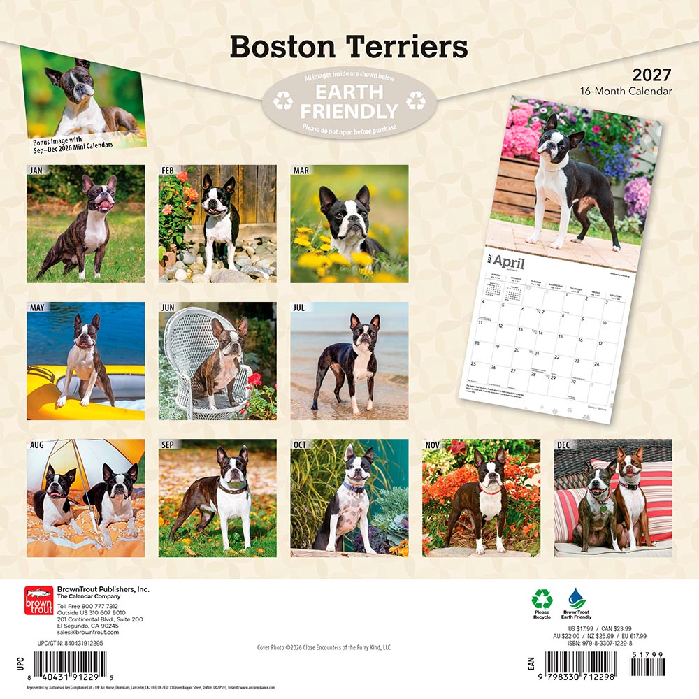 Boston Terriers | 2027 12 x 24 Inch (Hanging) Monthly Square Wall Calendar