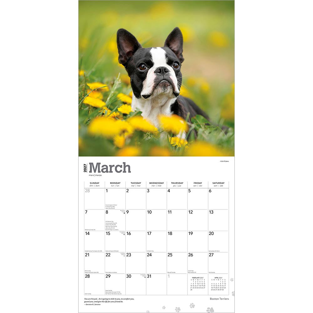 Boston Terriers | 2027 12 x 24 Inch (Hanging) Monthly Square Wall Calendar