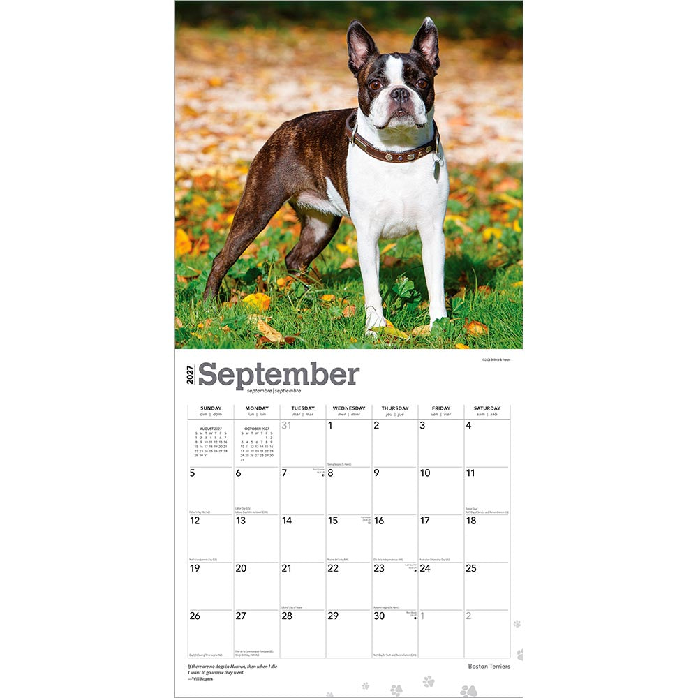Boston Terriers | 2027 12 x 24 Inch (Hanging) Monthly Square Wall Calendar